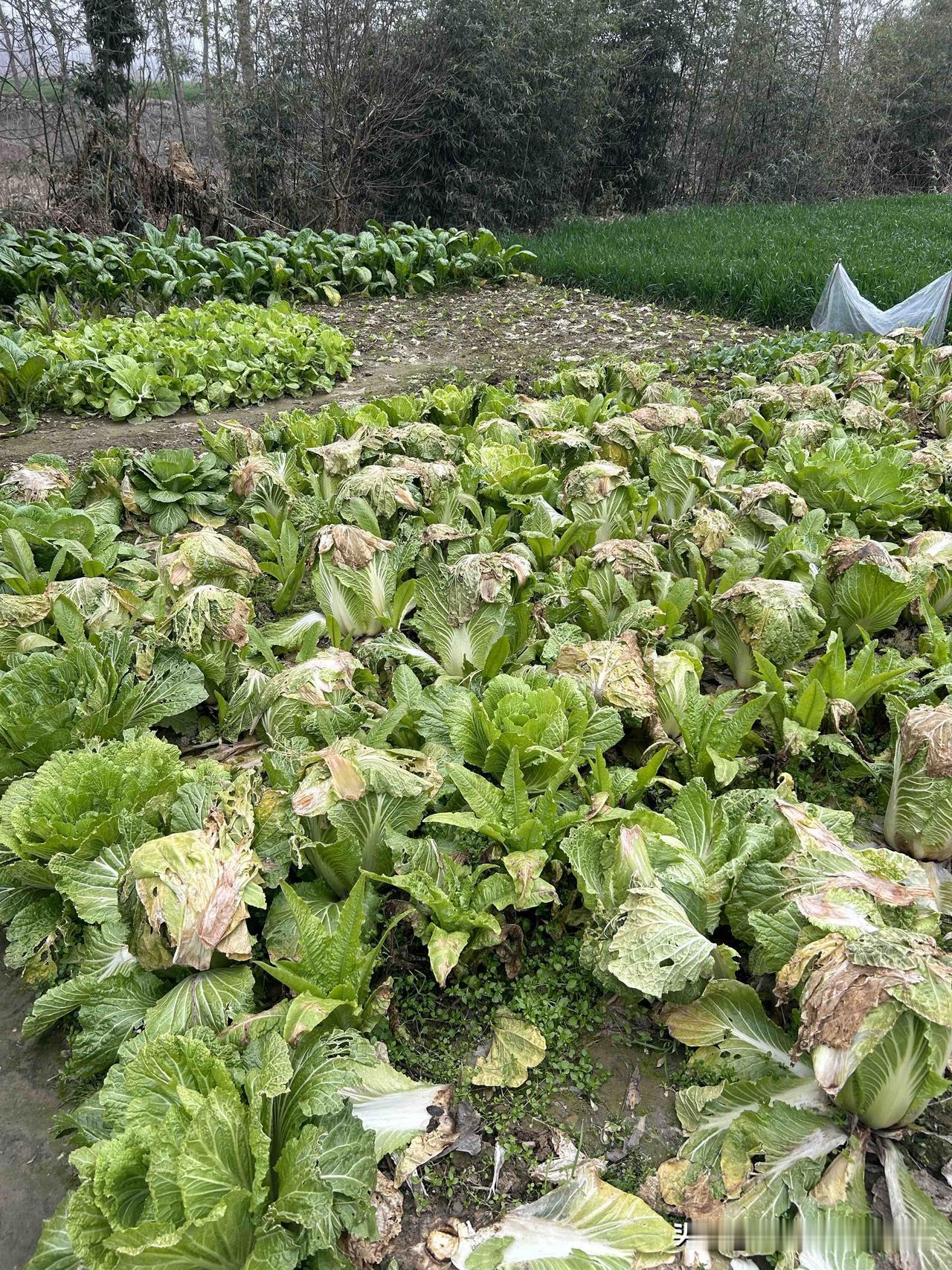 【七绝·感】

花有荣枯梦有时，鸿飞那复任归迟。
月光千载还依旧，窗下何人已不知