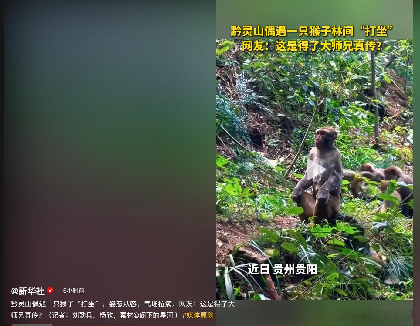 打坐究竟是人跟猴子学的，还是猴子跟人学的？ 