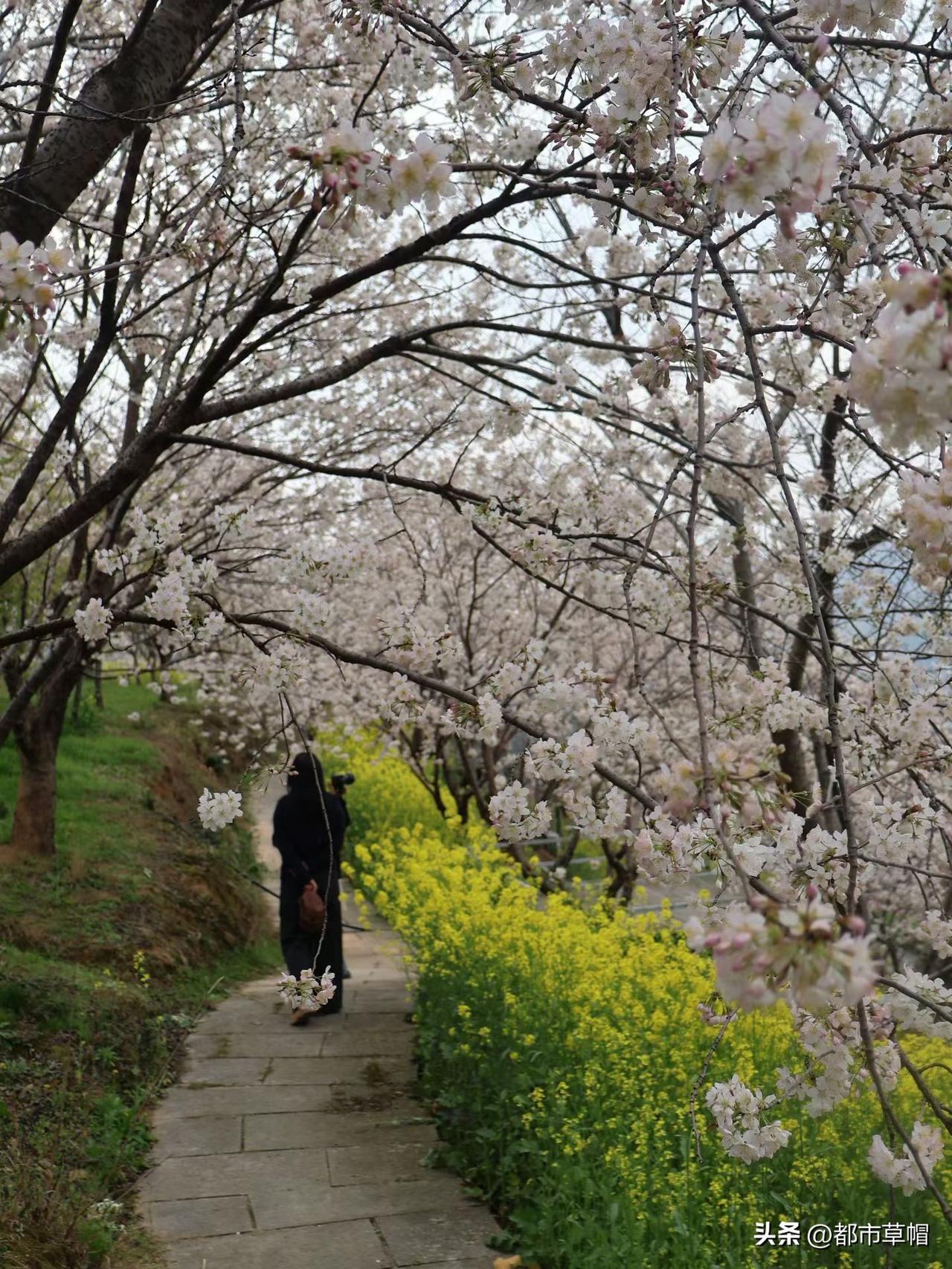 一条小路，
有雅致的樱花，
也有朴实无华的油菜花。
在这里，
春天尽情地展现它的