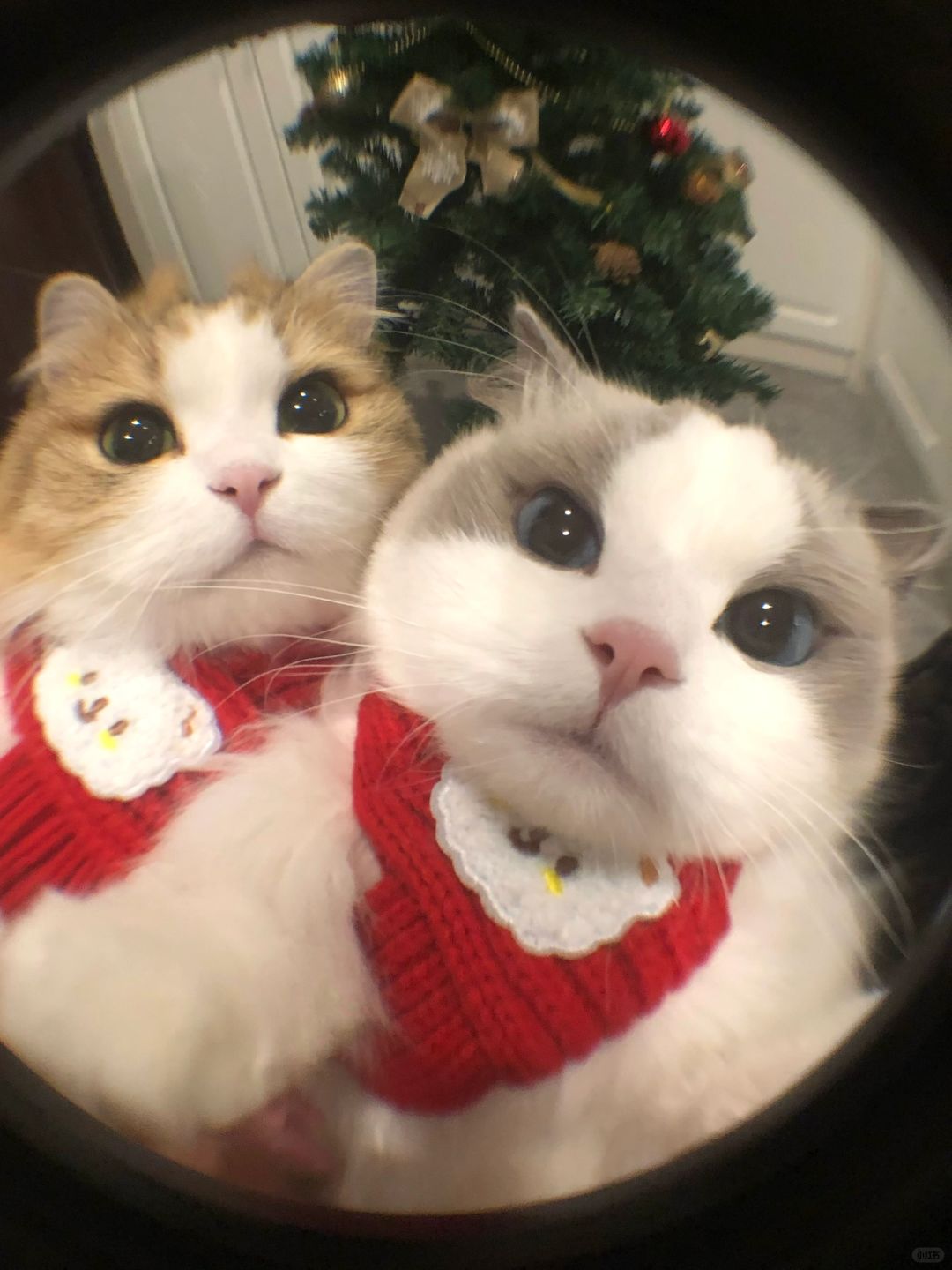 姐妹！看镜头！