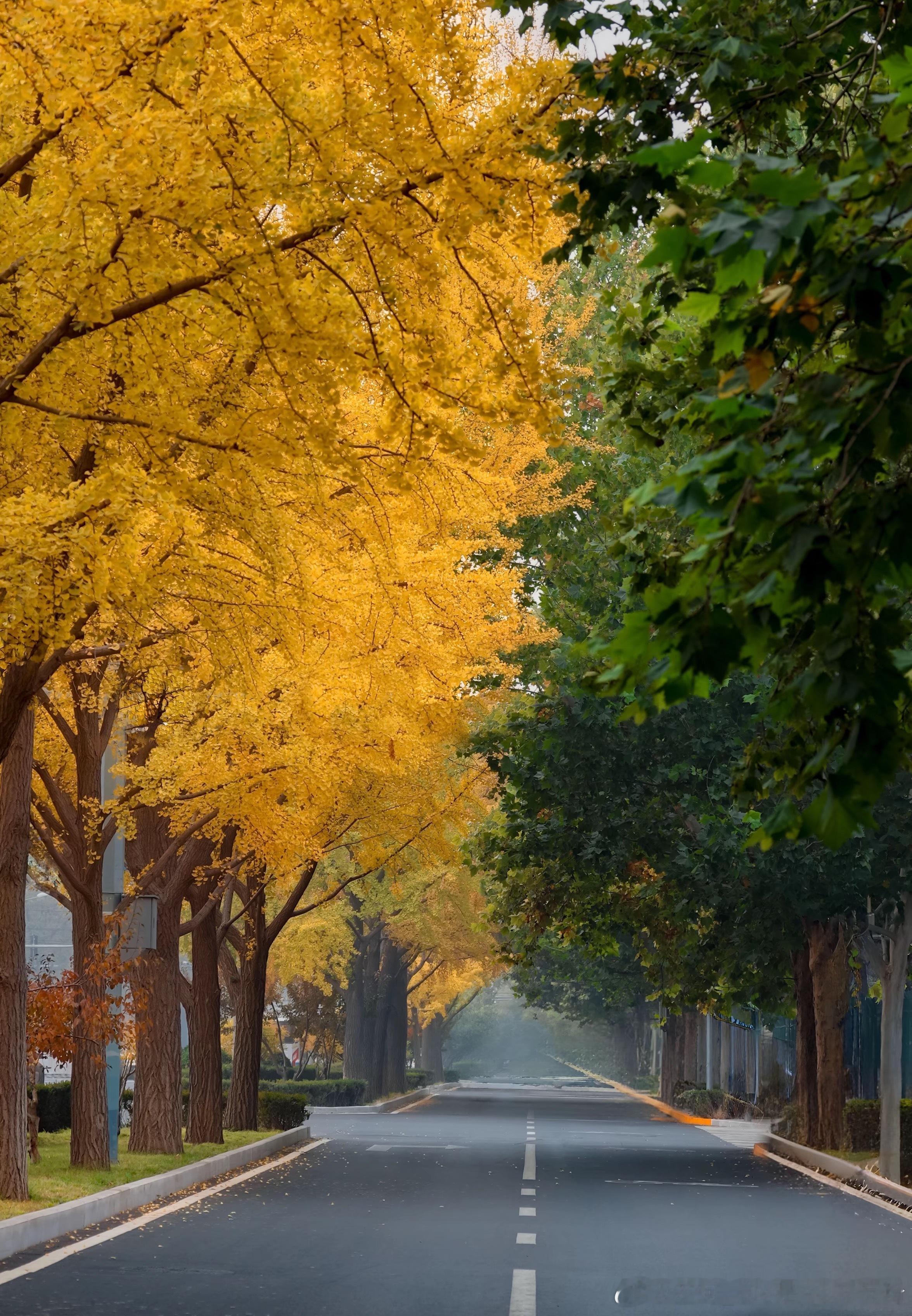 📍德国使馆 南非使馆 加拿大大使馆旁边 （和味多美中间的这条街！）在东直门外大
