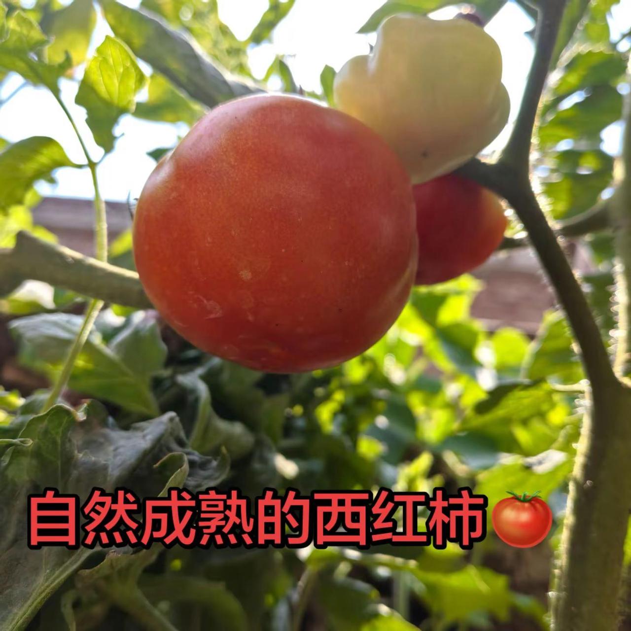 想吃口自然成熟的西红柿太难了！