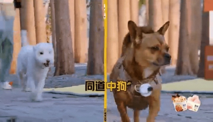 邓超李小冉差点被狗弃养邓超李小冉的狗也这么抽象哈哈哈哈哈 邓超和李小冉的狗也是绝