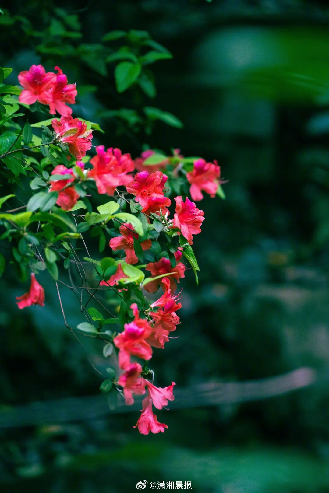 【上春山｜#长沙附近有座山藏着最热烈野生春天#】#我有我的春天# 香山，不同角度