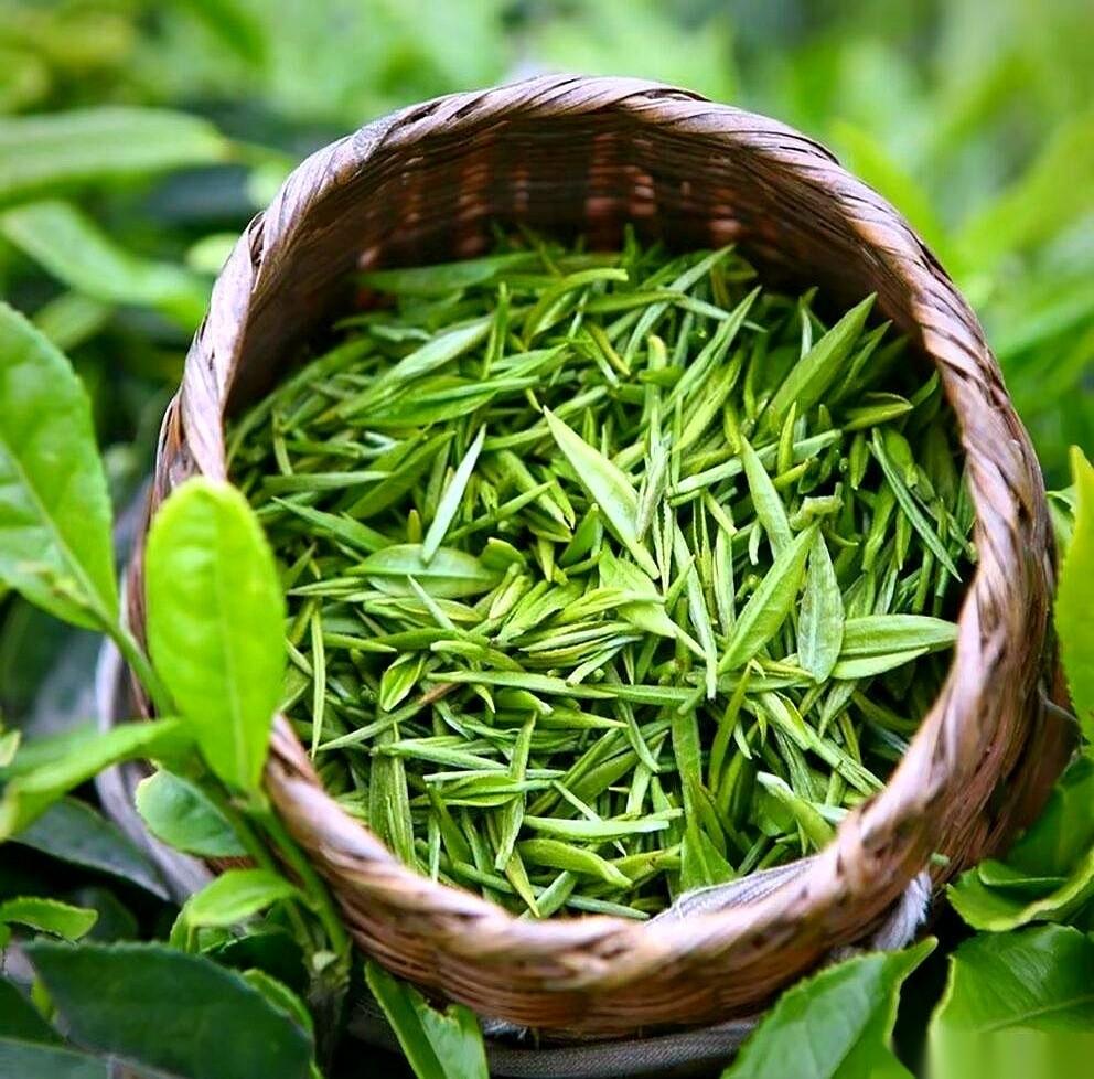 白茶的保质期能标到15年。
冷藏环境下的绿茶过了18个月就到头了。
黑茶与普洱茶