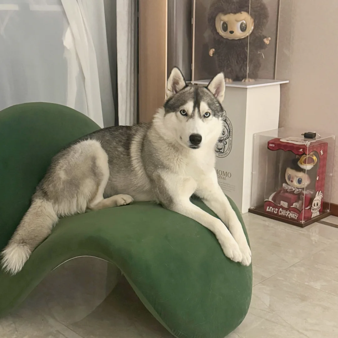 乖乖巧巧的坐姿