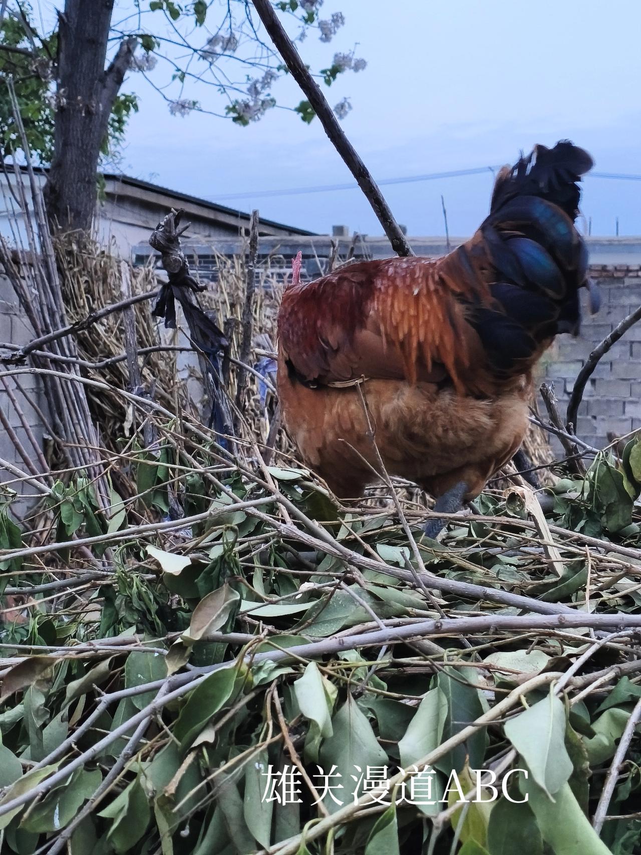 自己小菜园里饲养的黑腿大公鸡。
大公鸡的个性太雄猛，非要到最高层的柴禾垛上宿窝，