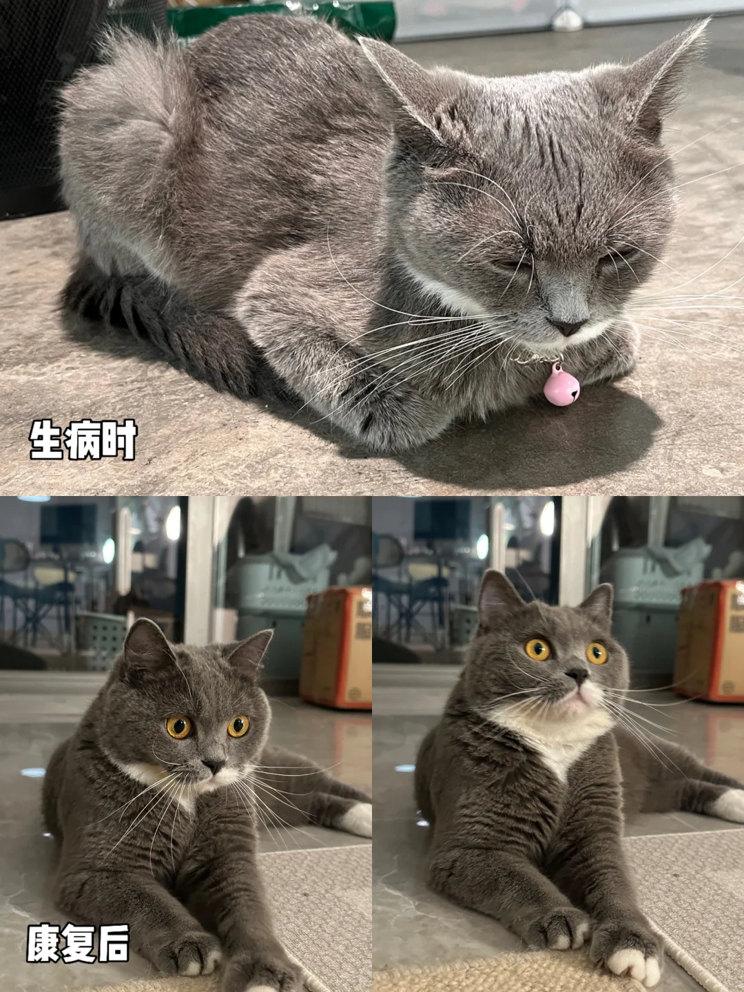 猫咪得了猫传腹千万不要放弃呀！