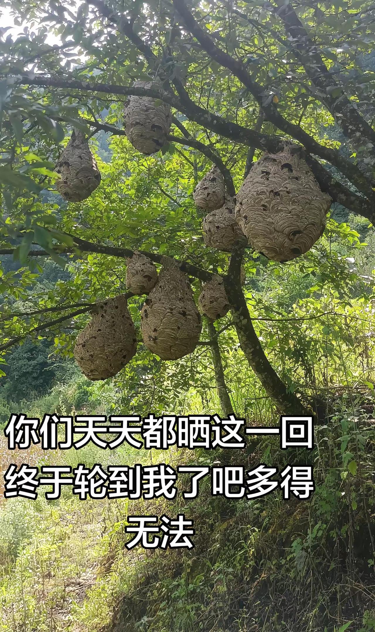 树上的大蜂巢树上的大蜂巢