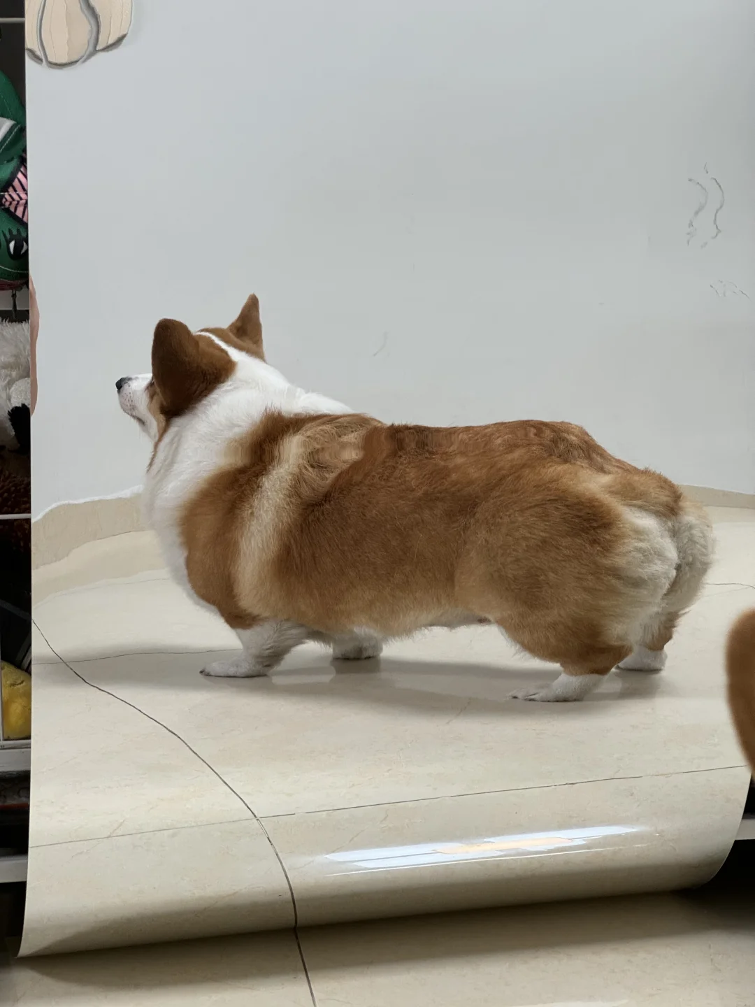 这是我的超低趴跑车