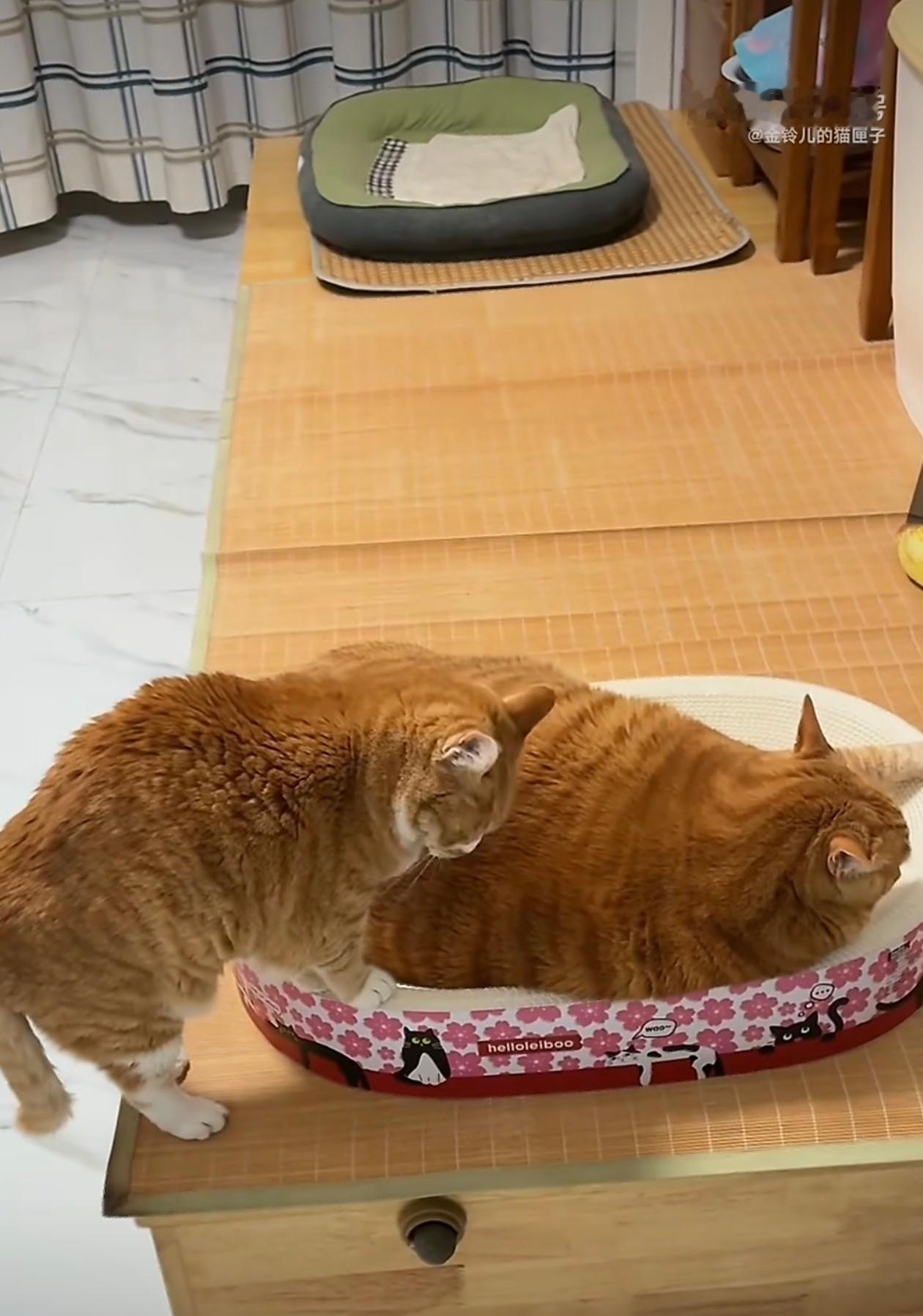 好大儿把猫妈快压扁了猫妈硬生生被好大儿挤出了睡窝，看着这只巨无霸，猫妈也怀疑喵生