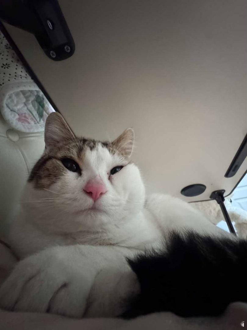 50358【丑猫】好胖好肥！明明只有一岁却看起来像一个中年咪！ 