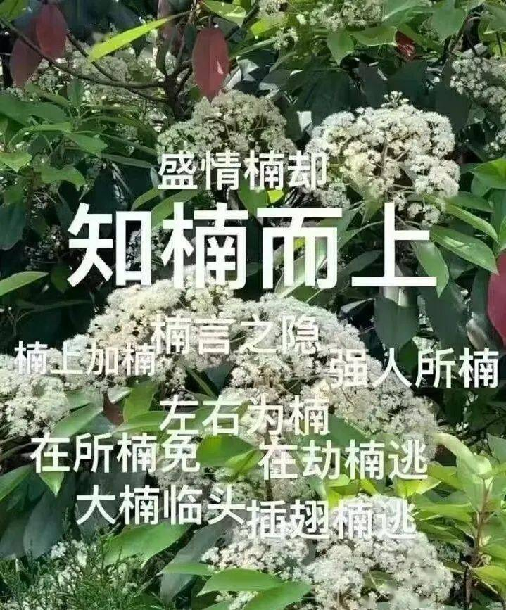 每天一条冷知识石楠花这么“楠”闻，为什么还要种？石楠花的味道主要是有精氨酸氧化导
