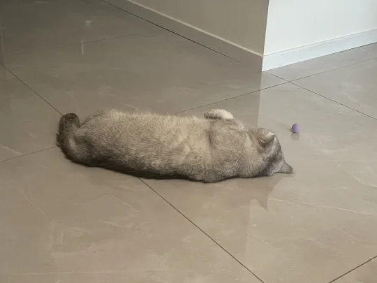 宝宝玩累了和它喜欢的小玩具一起睡了