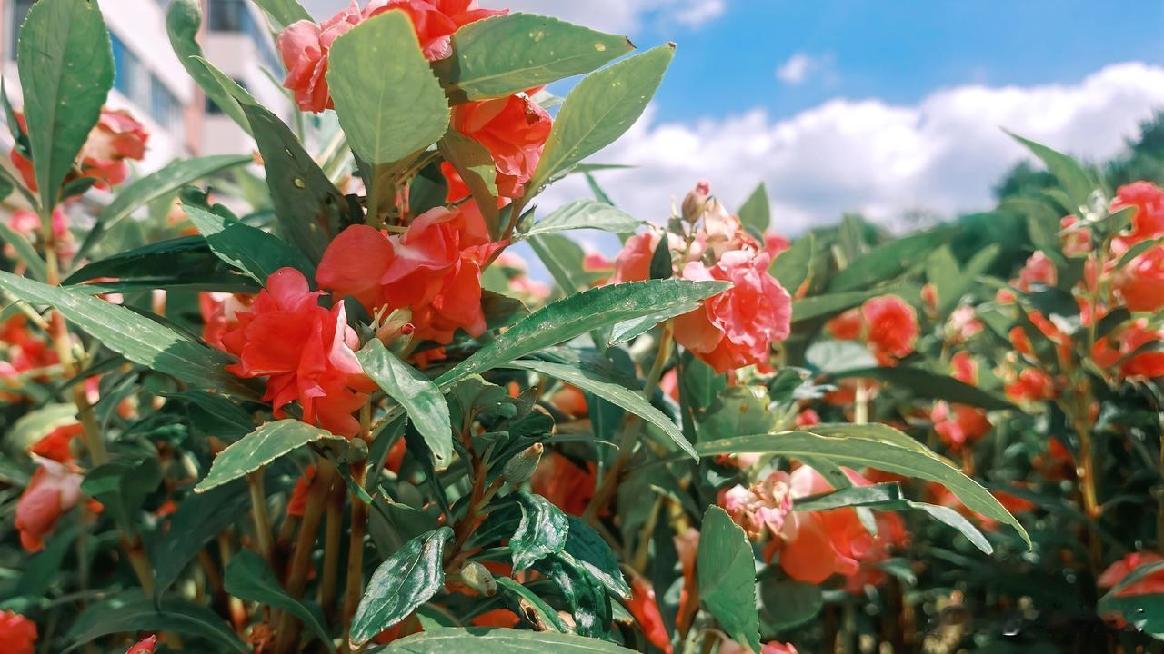 重瓣凤仙花也叫玫瑰凤仙、金凤花、夹桃花等。花瓣层层叠叠形似迷你玫瑰，花色丰富（粉