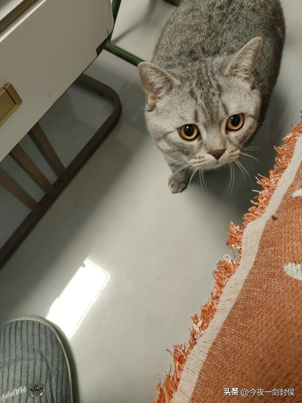 昨天我在追剧，猫咪过来咬我裤脚要吃的，我正看到紧要关头，就吼了它一句：滚！
没想