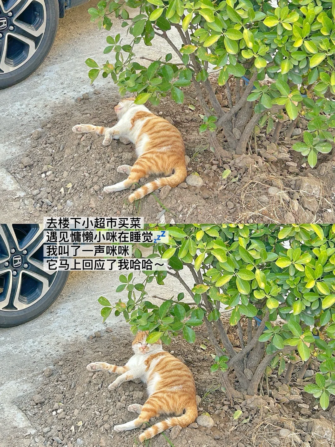 158/90暑假在家生活化减脂一天摄入1200大卡