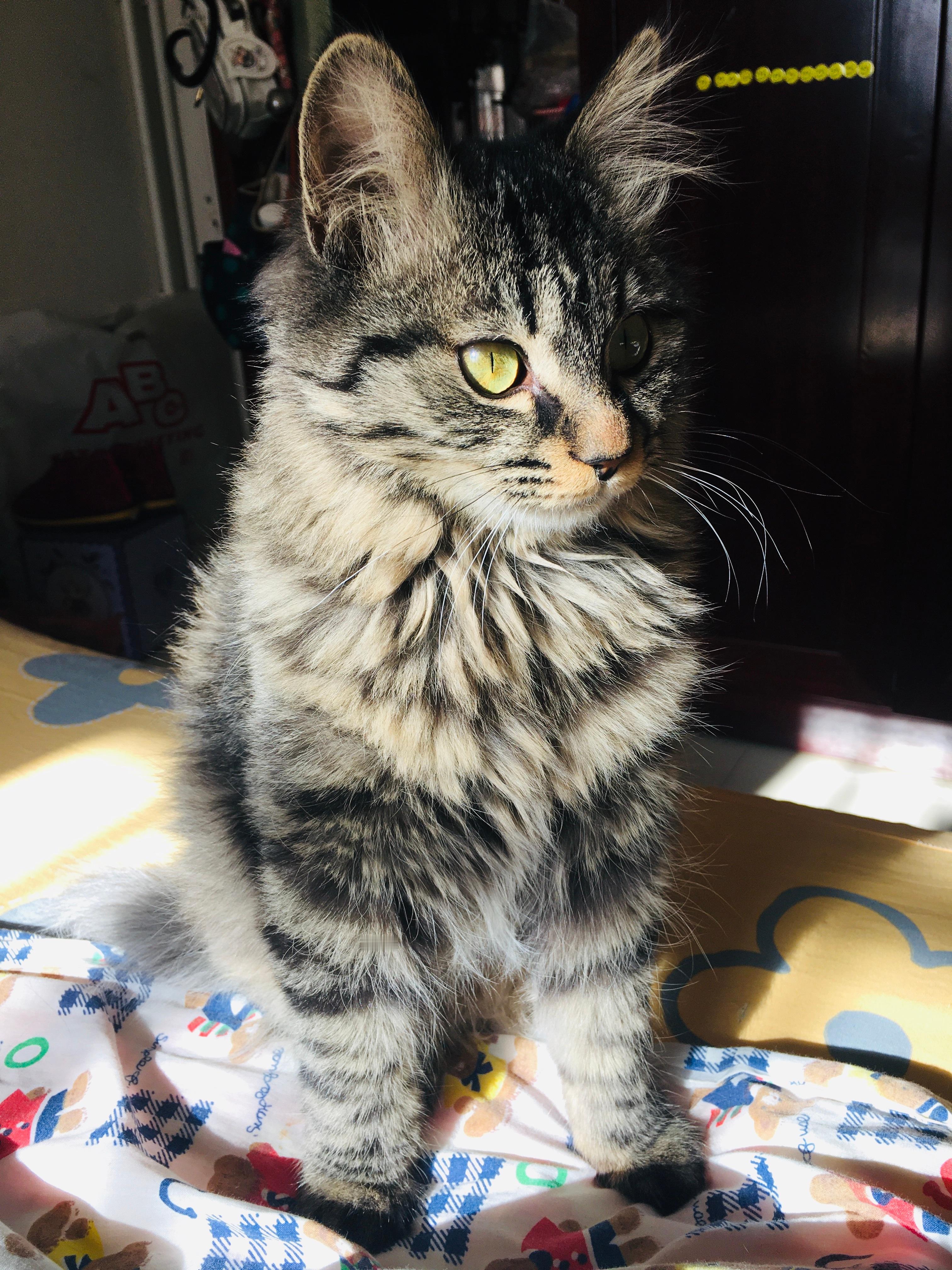 芝麻糕 真帅气！可爱萌宠 猫咪 猫咪日常 
