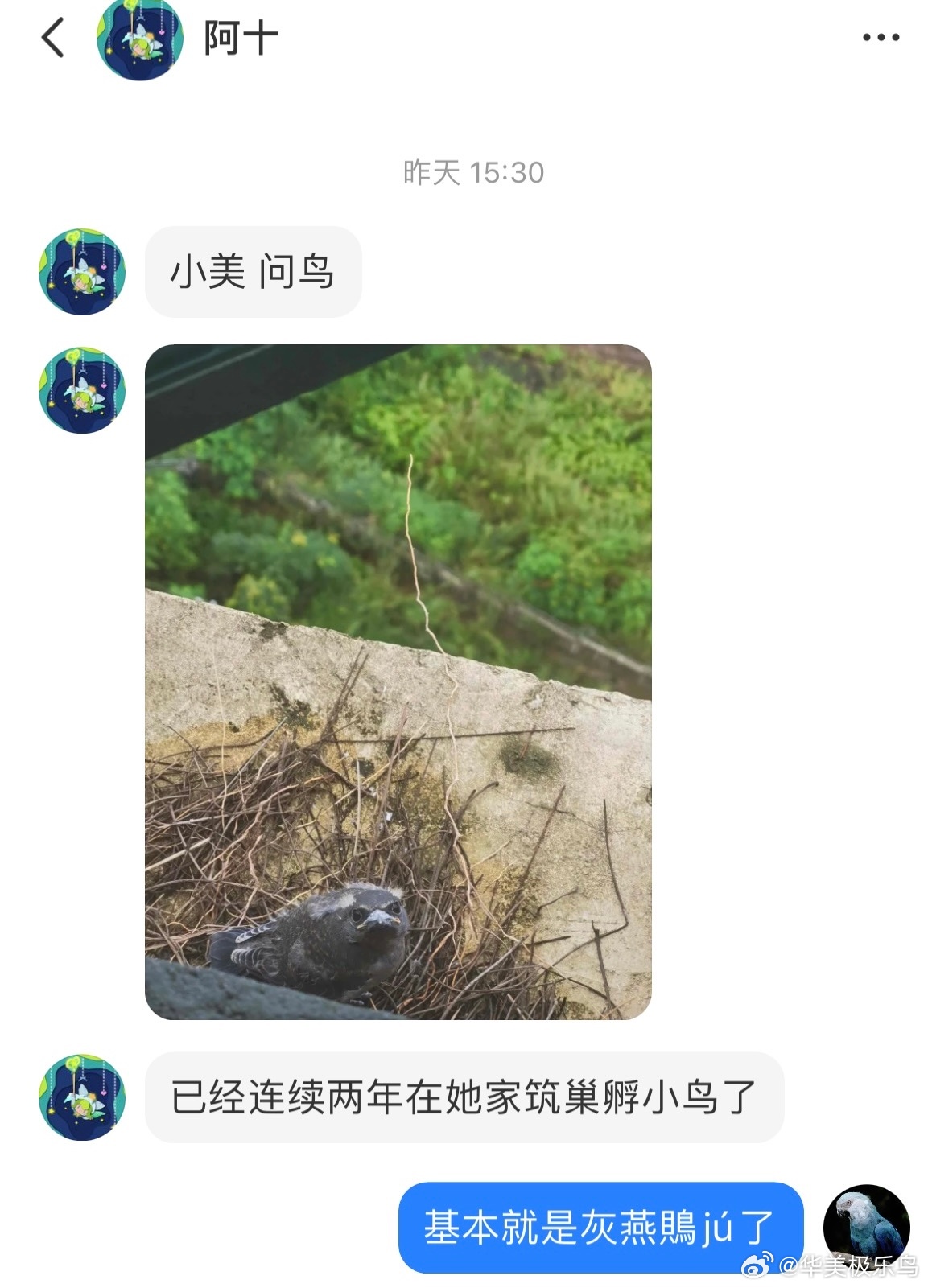 鸟粉投稿 窗台筑巢的【灰燕鵙jú】[开学季][开学季][开学季]幼鸟像老头👴?