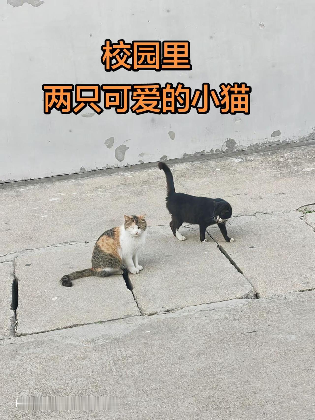 校园里可爱的小花猫