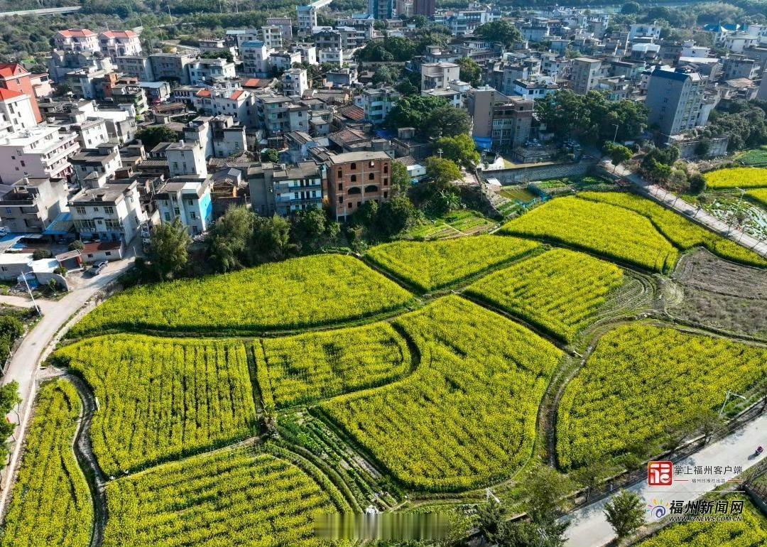 【长乐罗联乡千亩油菜花盛开】

罗联乡的千亩油菜花田，种植面积达1535亩，现在