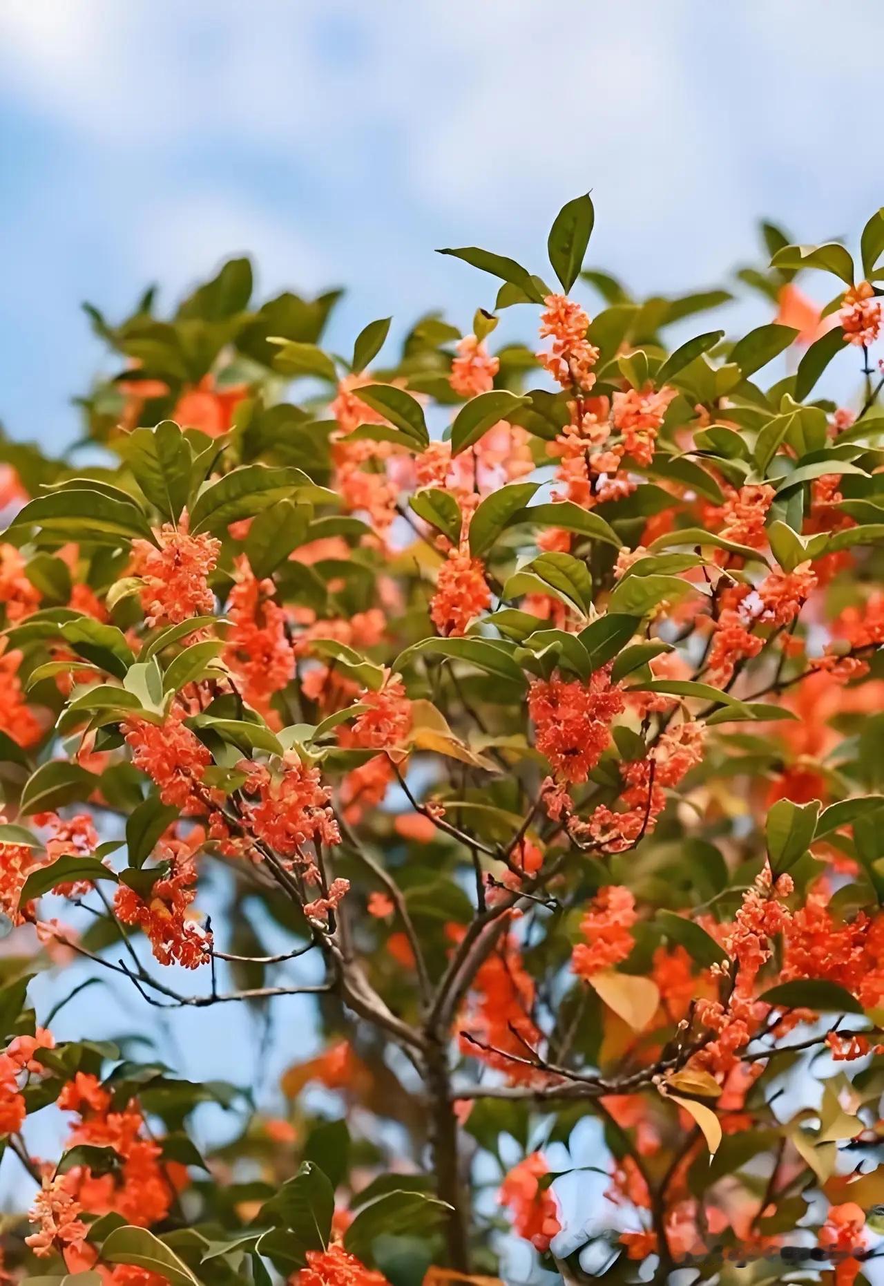 无锡人等急了的那缕桂花香，终于“上线”了！🌼

9月没闻到，10月终于等到了—