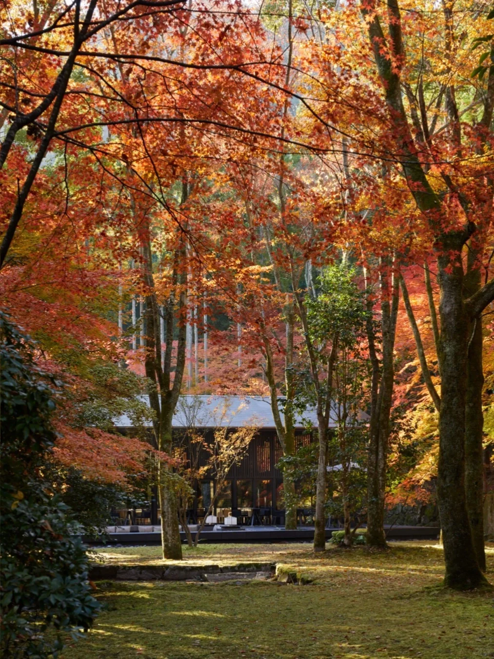 京都🇯🇵Kerry Hill最爱安缦，枫叶调色盘🍁