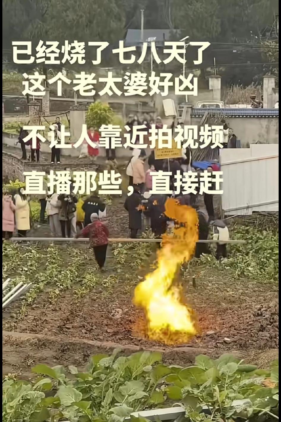 把人家的菜都给踩死了，肯定要赶走嘛，前几天火苗还是青铜色，今天黄金色了
私人菜地