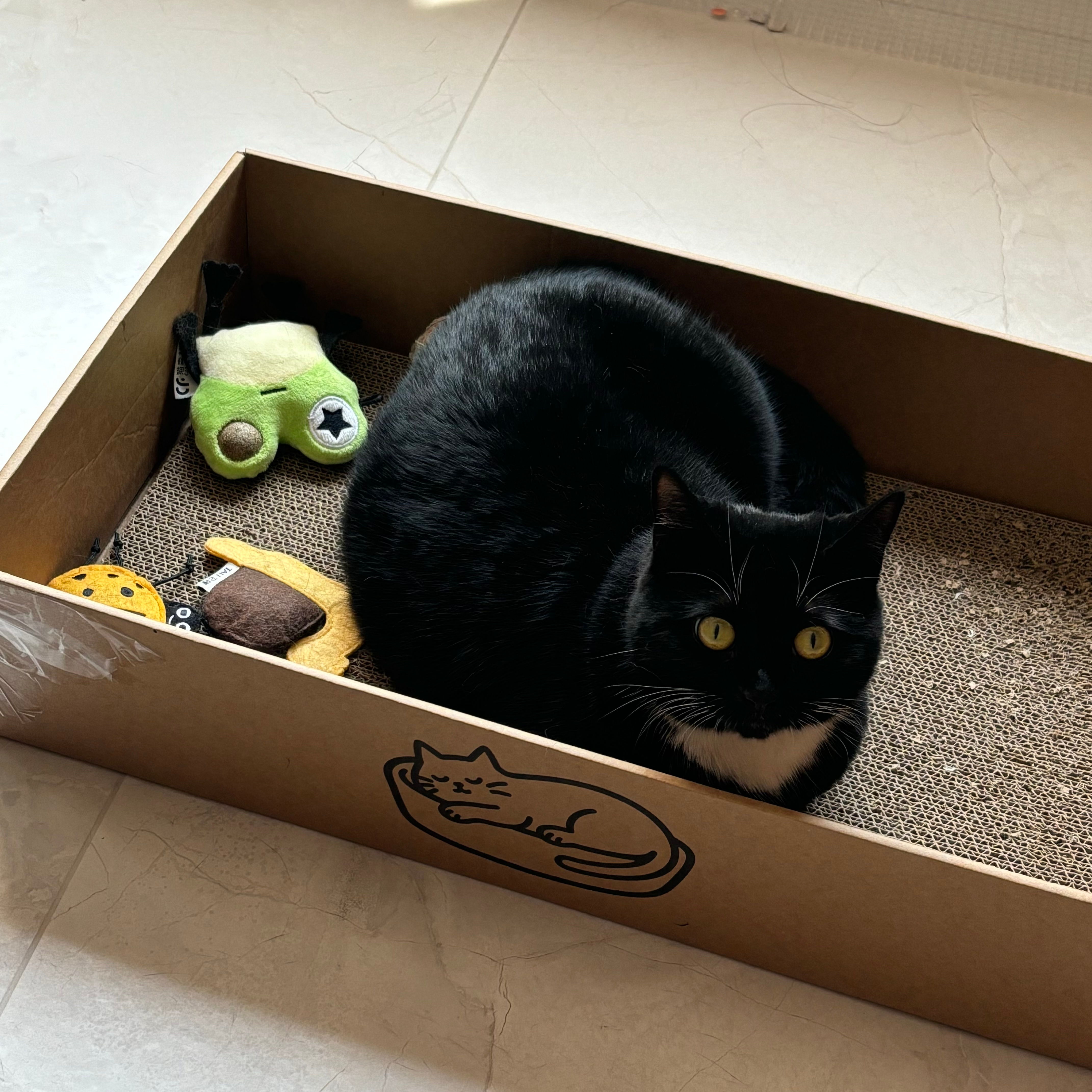 “狠狠打了两个喷嚏之后蒜就这样看着人”daily奶牛猫奶粉投稿