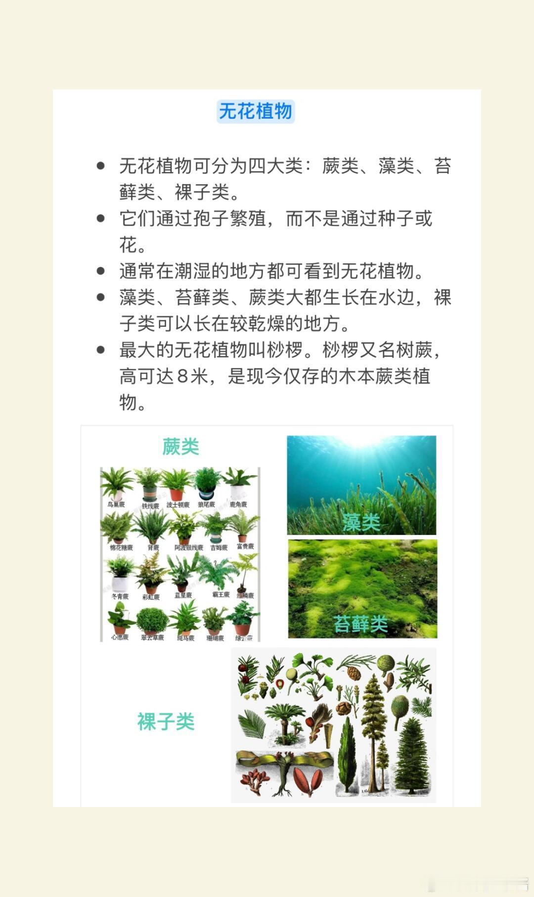 奇妙生物圈植物科普 来看看从来不开花的植物🌳无花植物可分为四大类：蕨类、藻类、