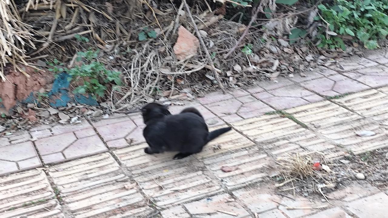 晒图笔记大赛小黑猫总是惹人喜爱的。遇到了就想上去撸上一把。如果不能得逞的话，那就