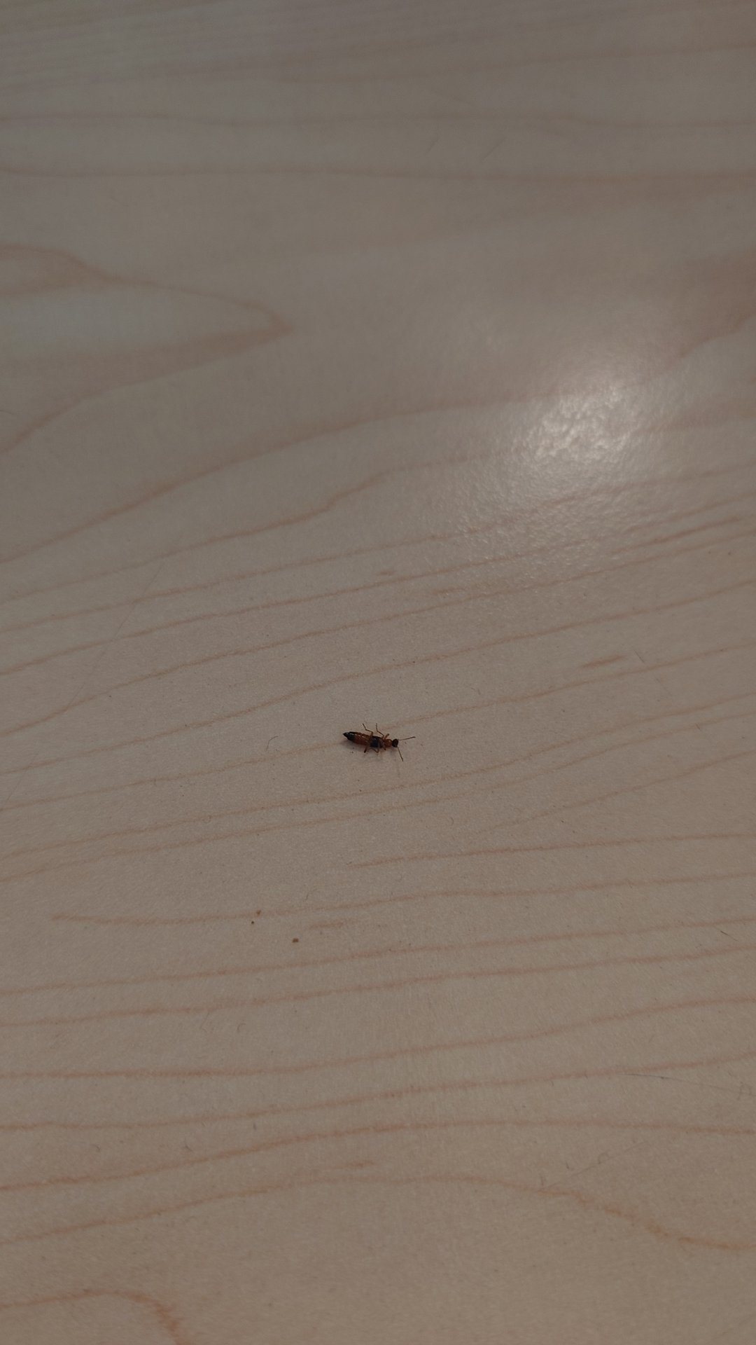 这是隐翅虫吗