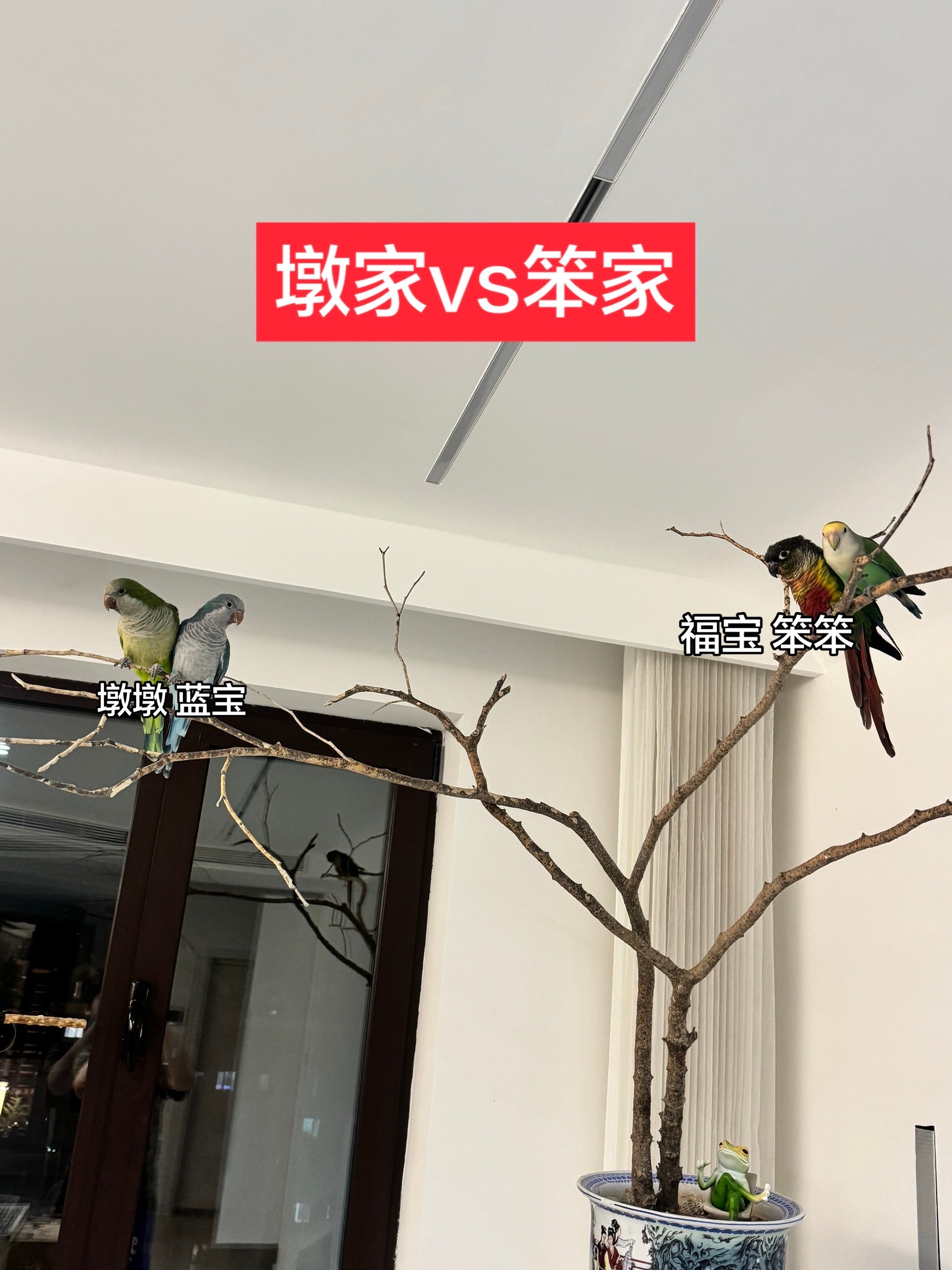 墩家vs笨家，你支持谁？墩家点赞，笨家评论！！🔥🔥 