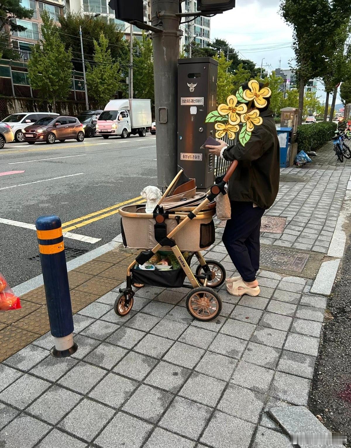 韩国新生儿人数9年来首次正增长 不是说韩国人不生育了，拉着出门的狗比小孩多么？ 