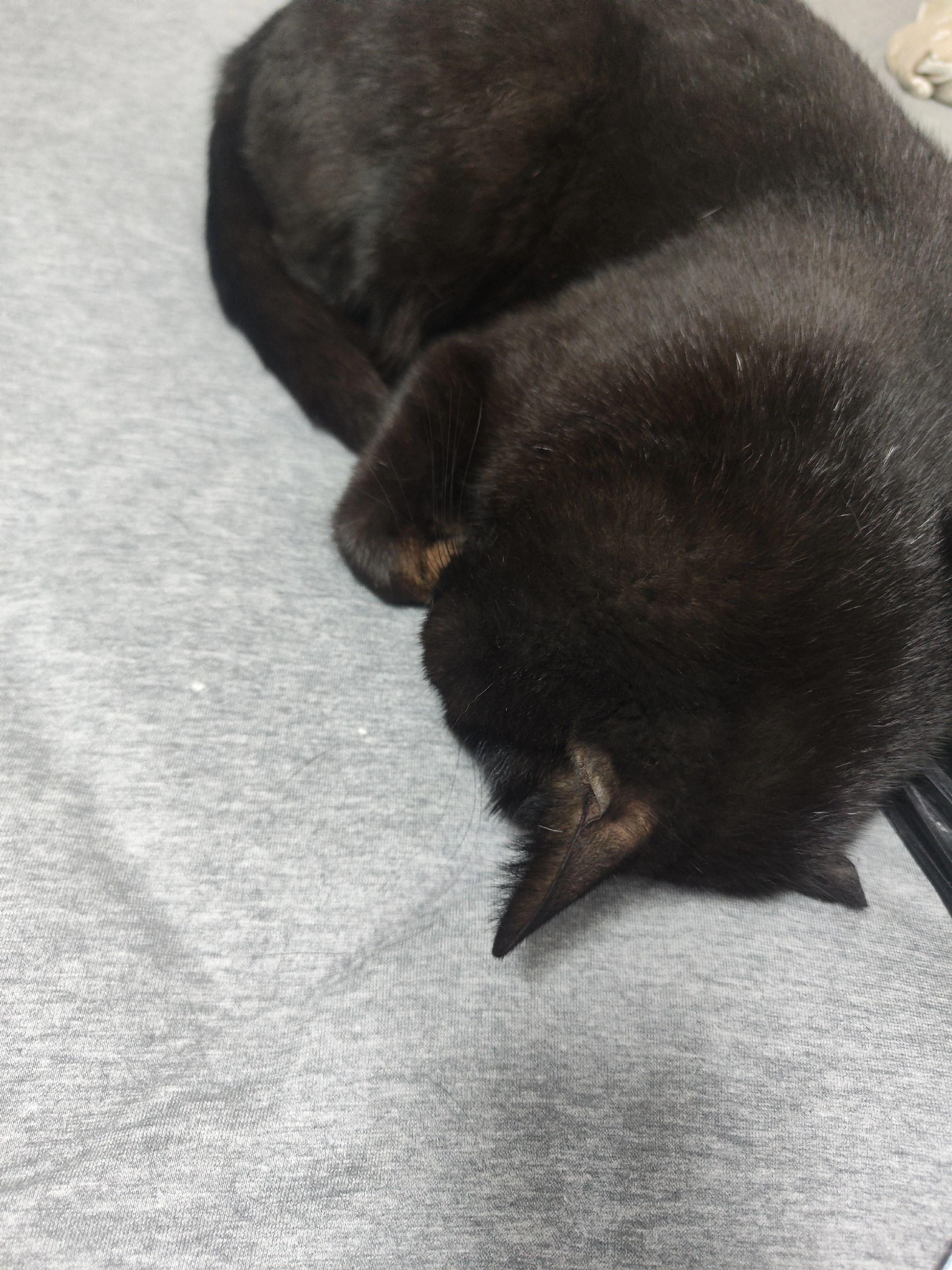 小猫和单车可以治愈一切