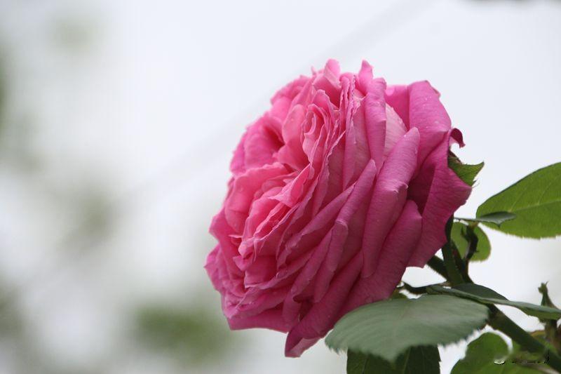 七绝‖谷雨月季吟
谷雨风清月季开，
馨香扑面蜜蜂来。
谁知红粉赶花会，
芍药含情