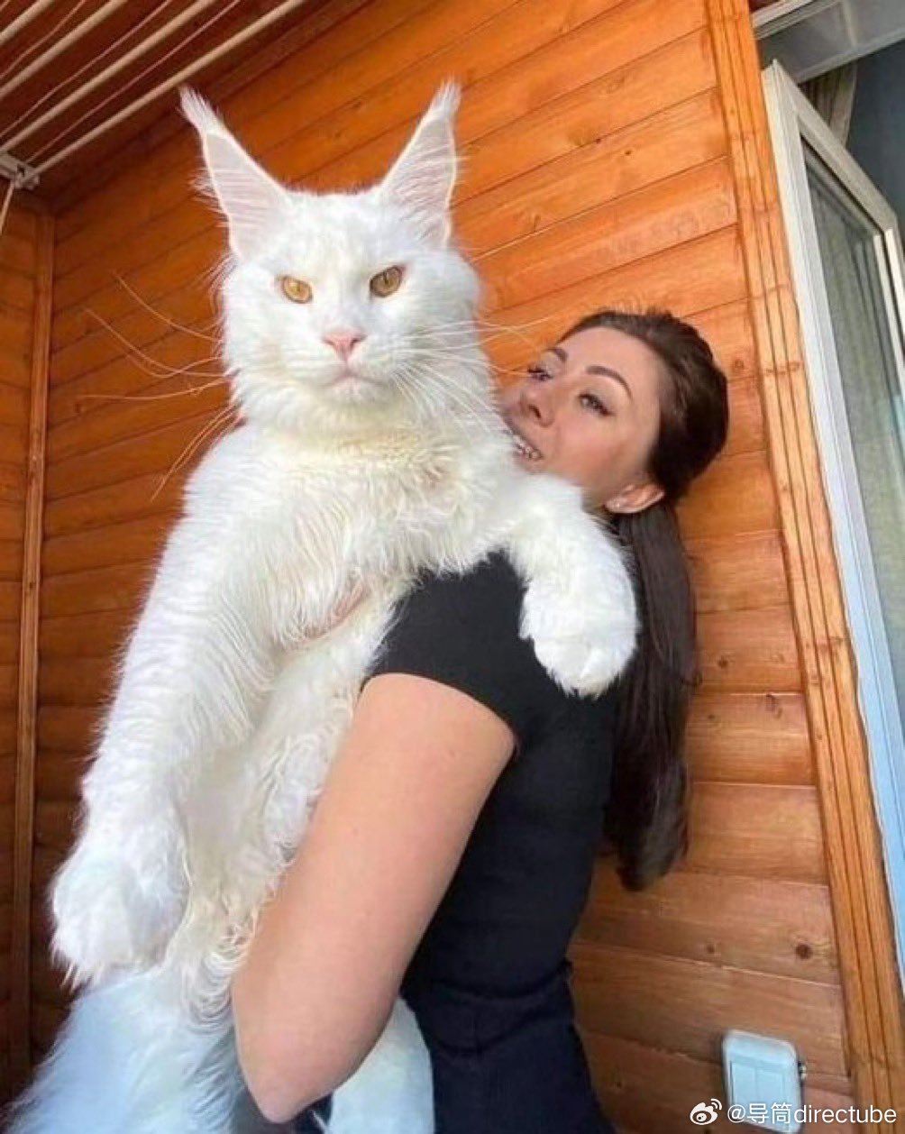 猫宁 