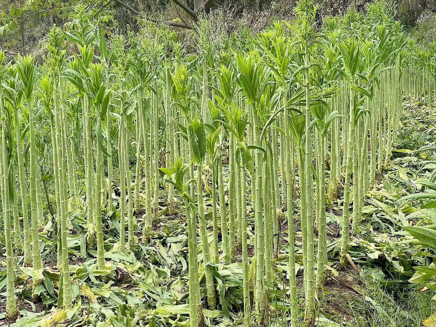 贡菜是莴笋我一直以为贡菜是莴笋晒干的。每次火锅必点，脆脆的很好吃！ 