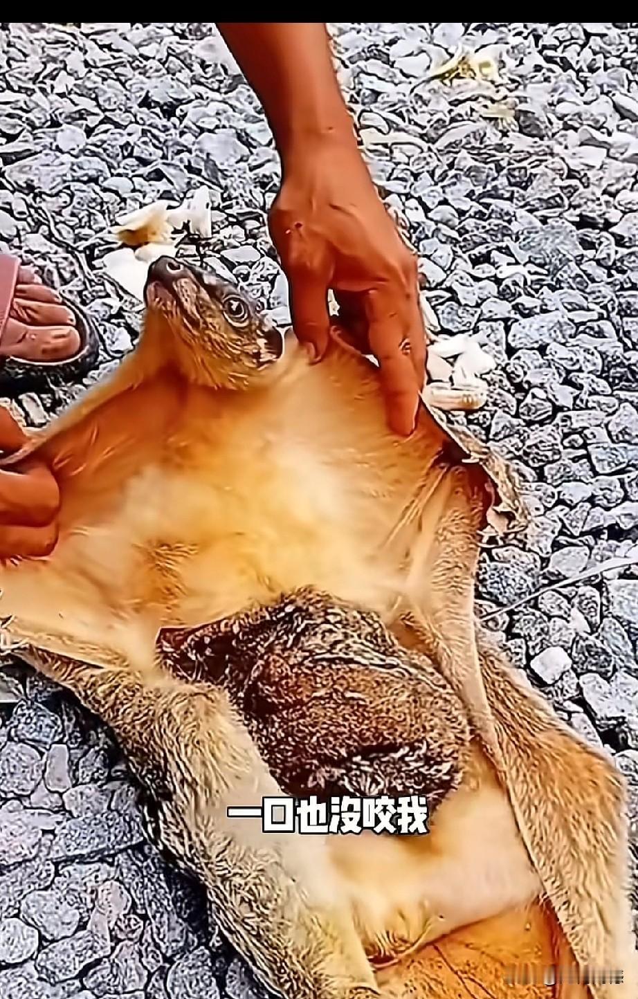 这是一种什么动物？感觉长得特别的奇特，看它脑袋，长得有些像松鼠，看它的身体，又有