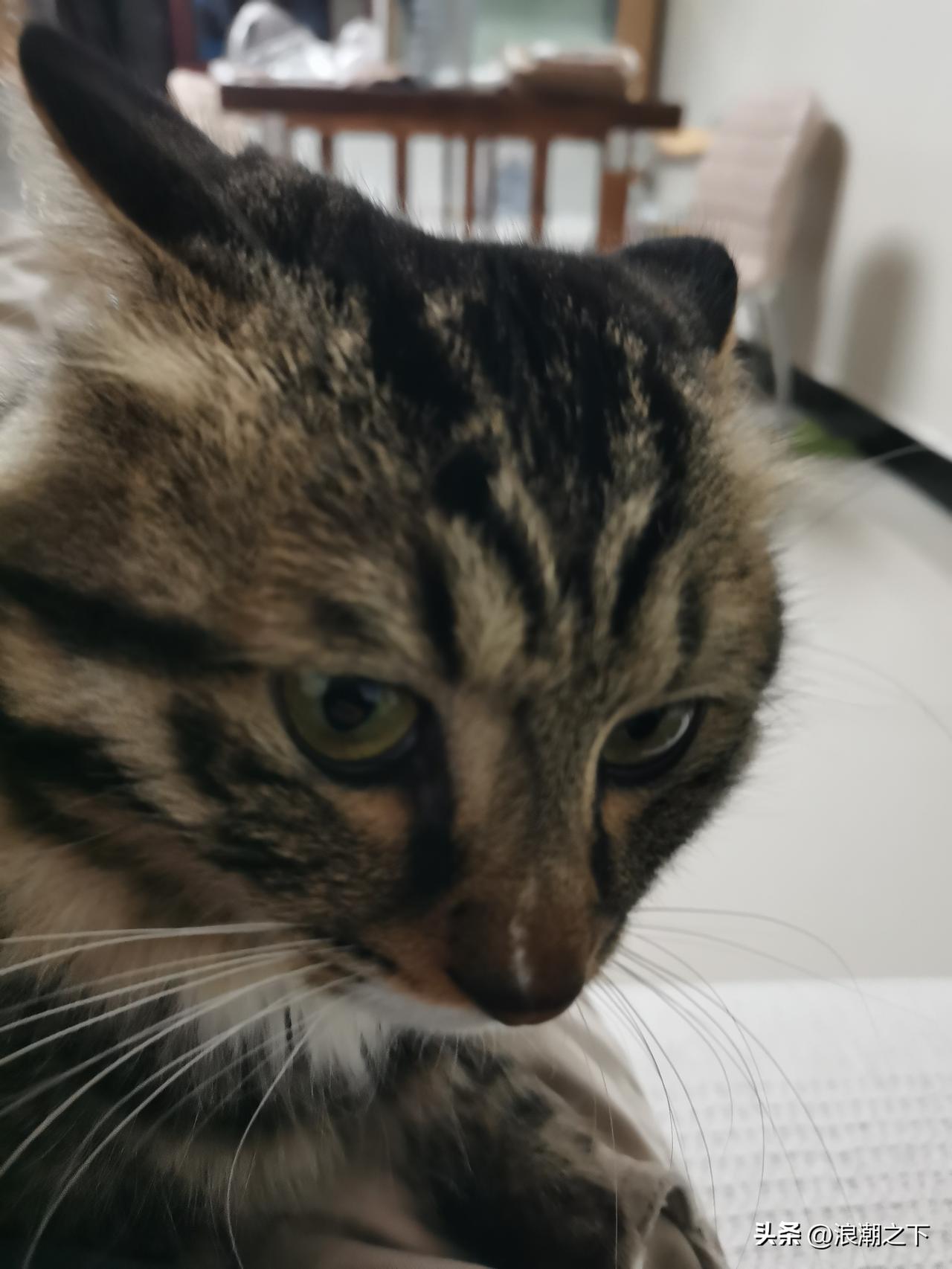 发一张你家猫很拽的照片看看