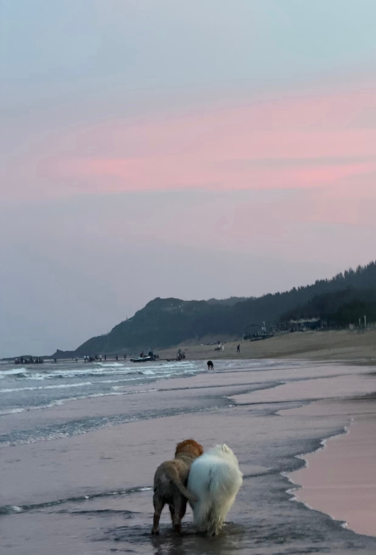 好朋狗就是要在夕阳下一起贴贴散步 