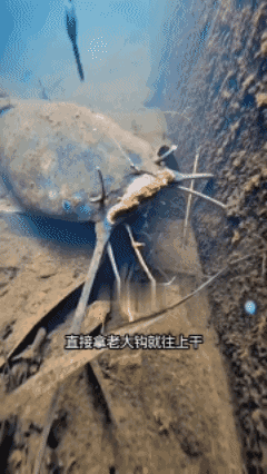 高手🎣就是这么简单而粗暴！🤙