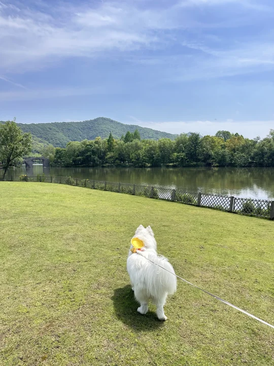 在草坪松绳群遛的时候，不要分零食！望周知！