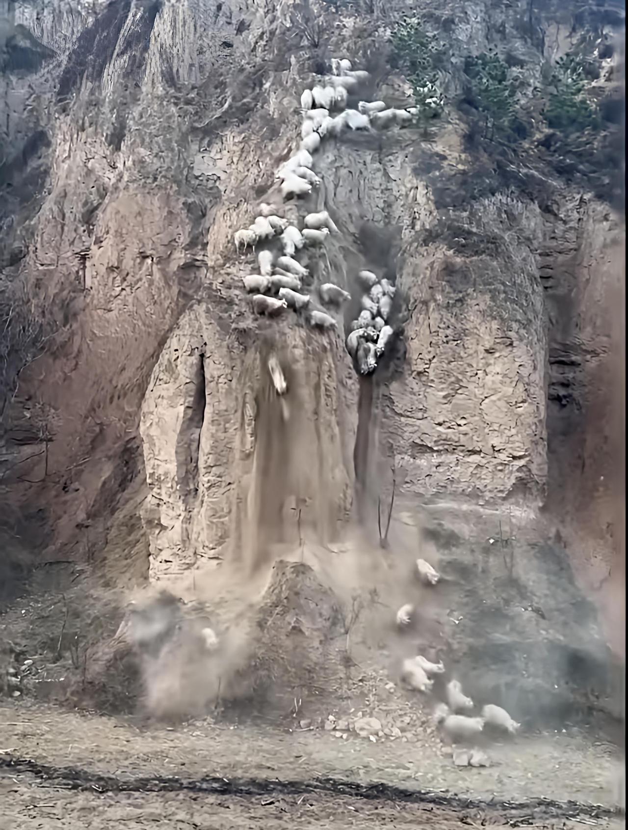 分享一下今日感悟人生苦，羊生更苦！来到这个世界，我们要尊重每一个生命，不要互相伤