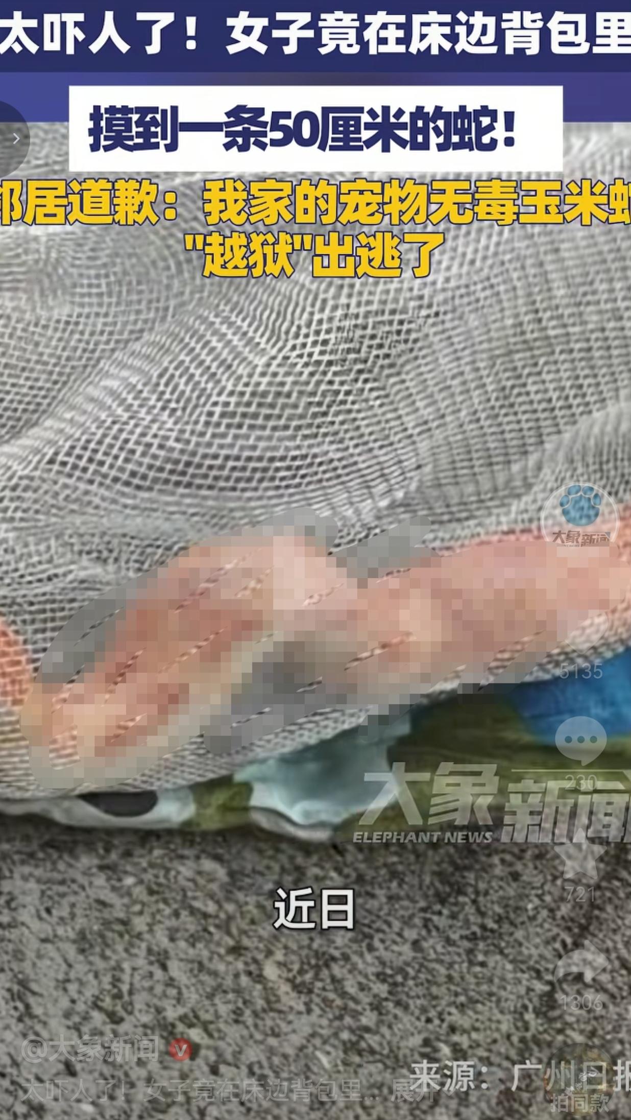 女子整理床边背包，手一伸摸到一条50厘米的蛇！隔壁邻居来认领：我家宠物“越狱”了