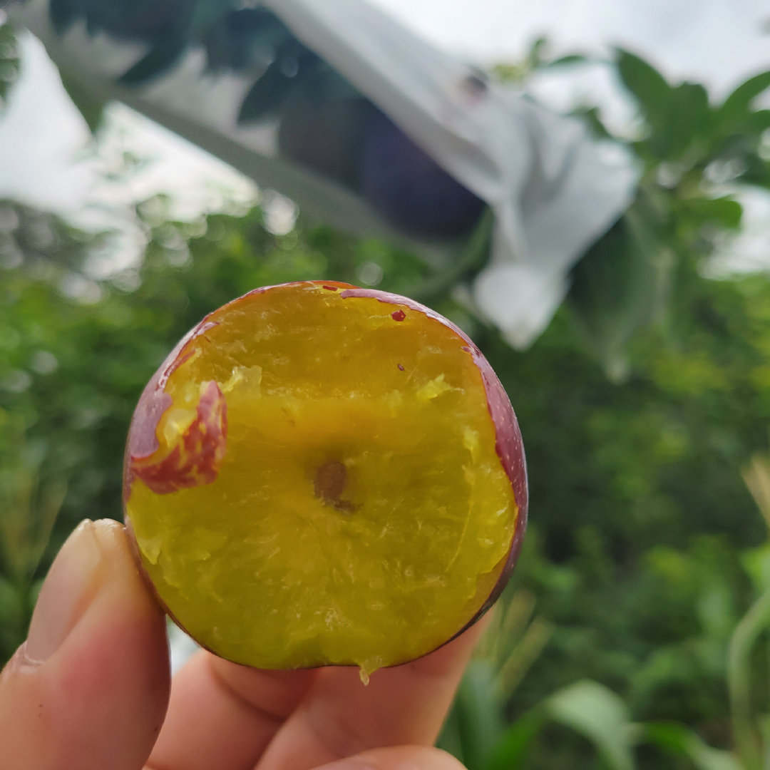 大公鸡点名要吃蜜饯李，冰箱里还有昨晚剩的一盒民勤蜜瓜，我劝他先把瓜吃完，他还不乐