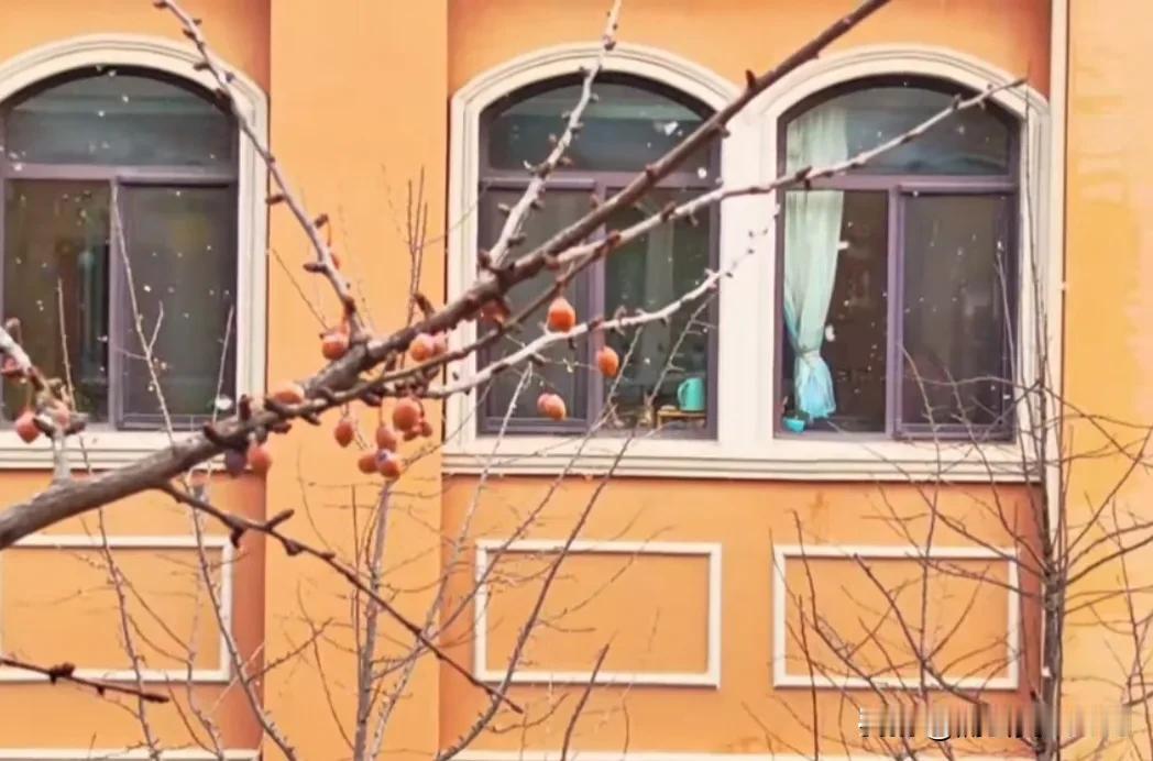 邂逅大连今年第一场冬雪，北国风光，千里冰封，万里雪飘，这洋洋洒洒的雪花飘落，给这
