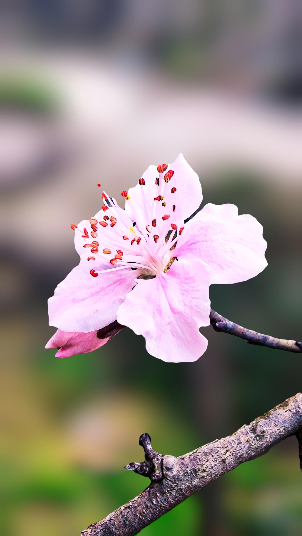 离火运中，
发酵了三十余年的洗脑文化，
将彻底失去市场！

因为真正觉醒的人，