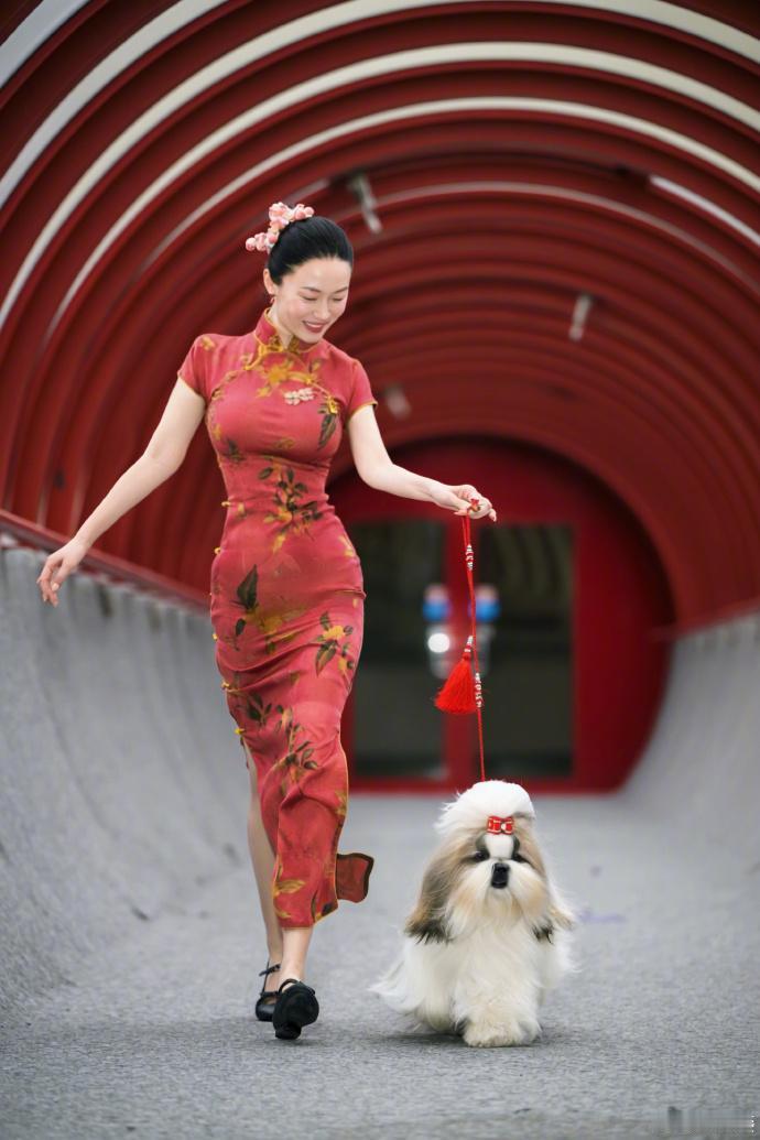 近日，第135届比利时布鲁塞尔国际犬展落下帷幕，中国演员霍思燕身着旗袍带领自家西