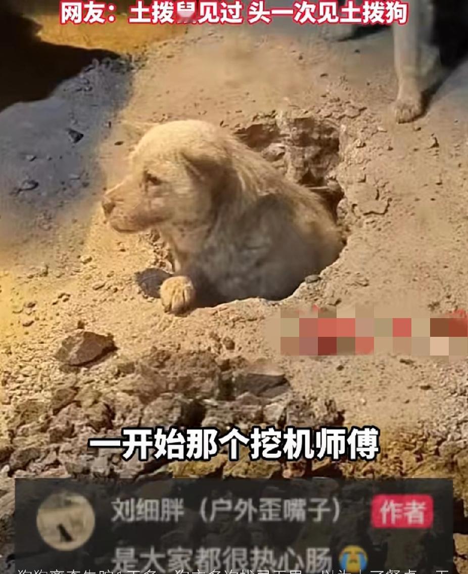 你见过土拨狗吗？12月13日，湖南长沙刘先生的狗狗突然离奇失踪，26小时后被解救